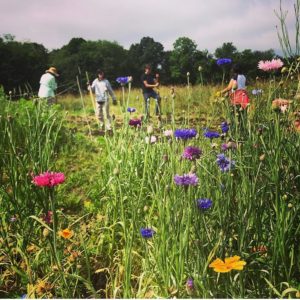 newhall fields community farm